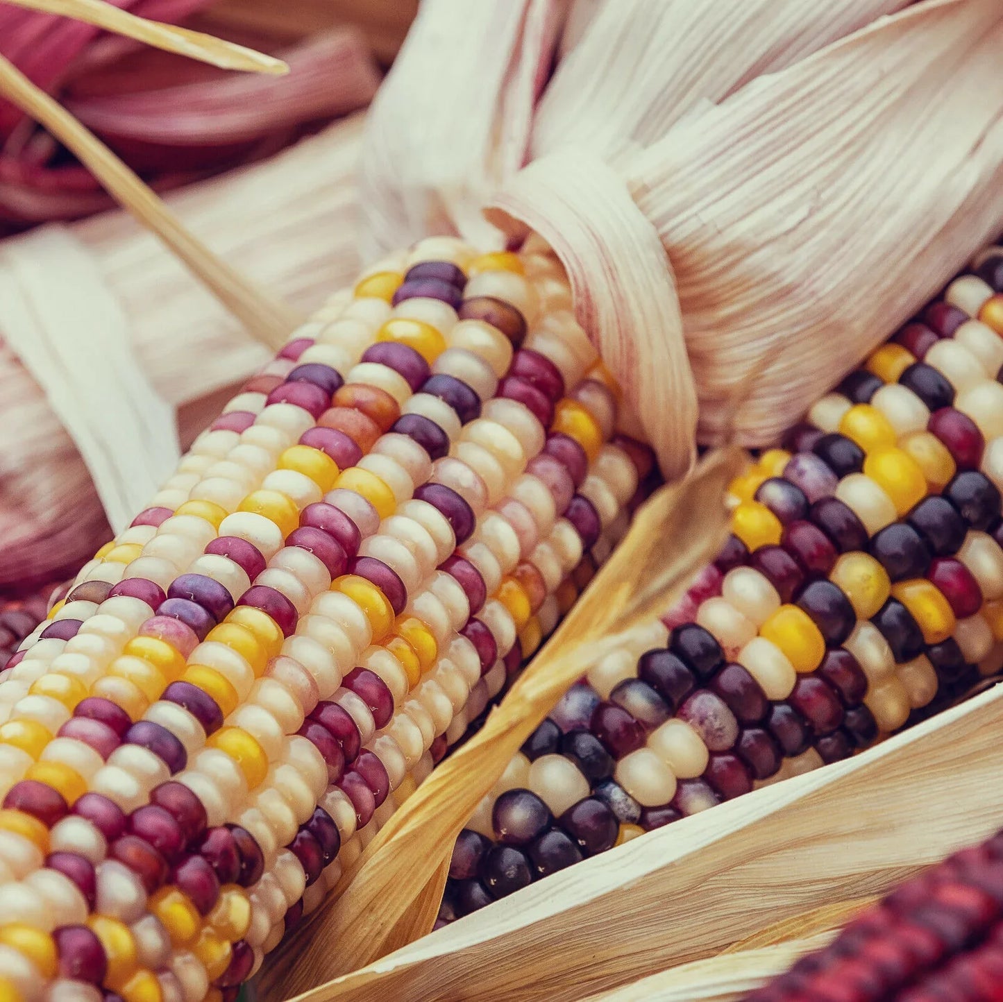 Rainbow Ornamental Corn Seeds - Seed World
