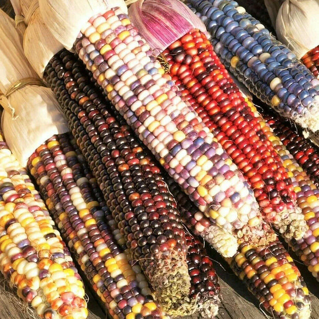 Rainbow Ornamental Corn Seeds - Seed World