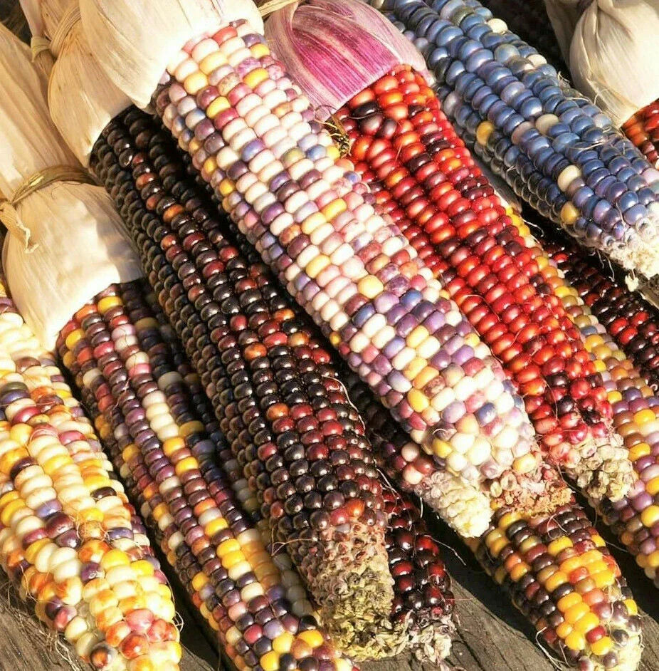 Rainbow Ornamental Corn Seeds - Seed World