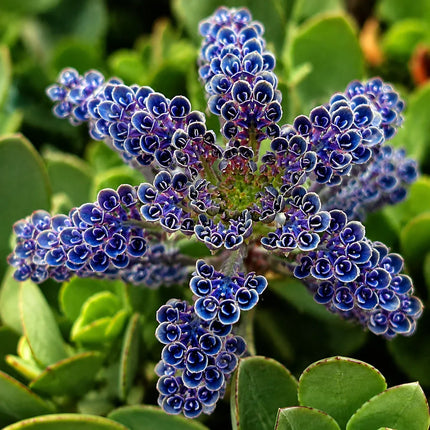 Rare Dark Blue Kalanchoe