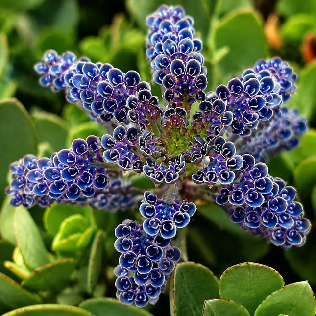 Rare Dark Blue Kalanchoe