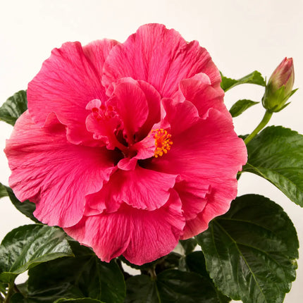 Hibiscus flower shown as a supplier parent selection 3