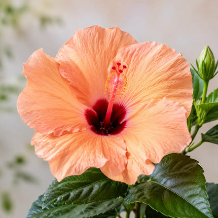 Hibiscus flower shown as a supplier parent selection 7