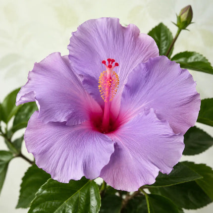 Hibiscus flower shown as a supplier parent selection 8