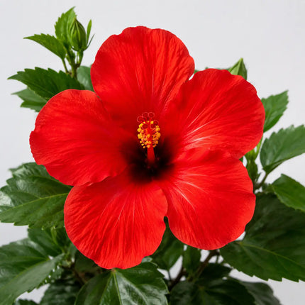 Hibiscus flower shown as a supplier parent selection 11