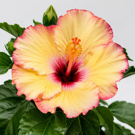 Hibiscus flower shown as a supplier parent selection 12