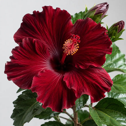 Hibiscus flower shown as a supplier parent selection 15