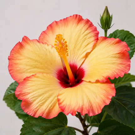 Hibiscus flower shown as a supplier parent selection 16