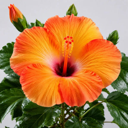 Hibiscus flower shown as a supplier parent selection 21