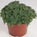 Lizard-green Sedum - 50 Seeds