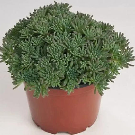 Rare Mixed Succulent Seeds – Unique Desert Plants | Colorful & Easy to Grow - Seed World