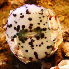15 Conophytum Obcordellum