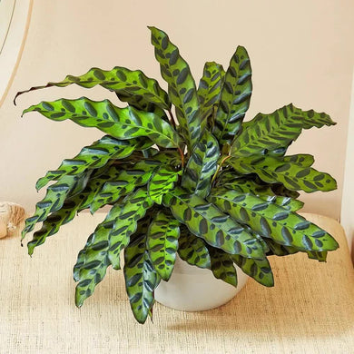 25 Rattlesnake Calathea Seeds