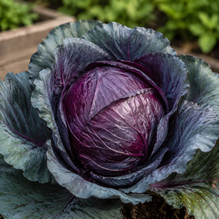 Compact mature Red Acre purple cabbage head growing in a garden