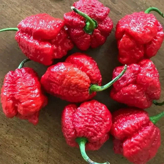 Red Apocalypse Scorpion Chili – 3 Live Plants | 2M SHU Super Hot - Seed World