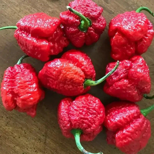 Red Apocalypse Scorpion Chili – 3 Live Plants | 2M SHU Super Hot - Seed World