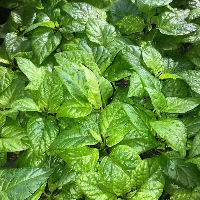 Red Apocalypse Scorpion Chili – 3 Live Plants | 2M SHU Super Hot - Seed World