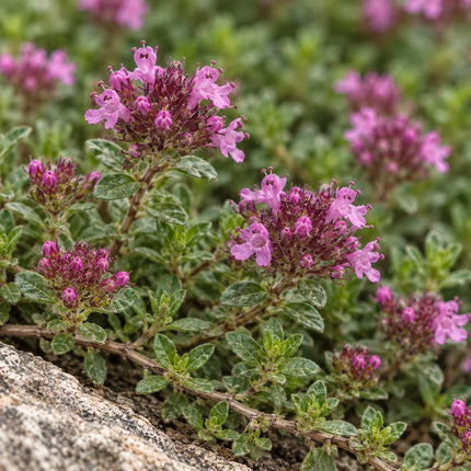 Close-up of creeping thyme leaves and pink-magenta flowers