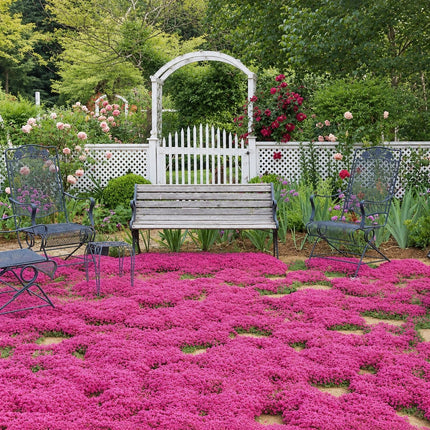 Pink flowering groundcover in a garden with a wooden bench, metal chairs and white arbor.