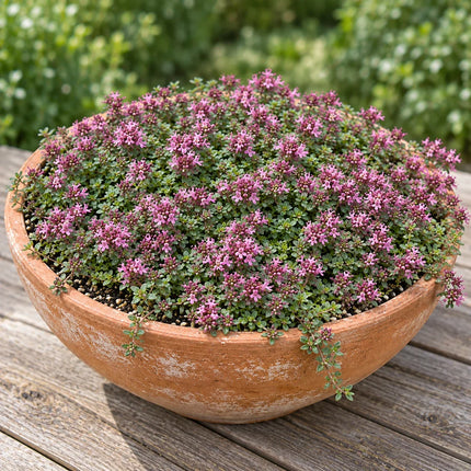 Mature flowering creeping thyme in a terracotta pot