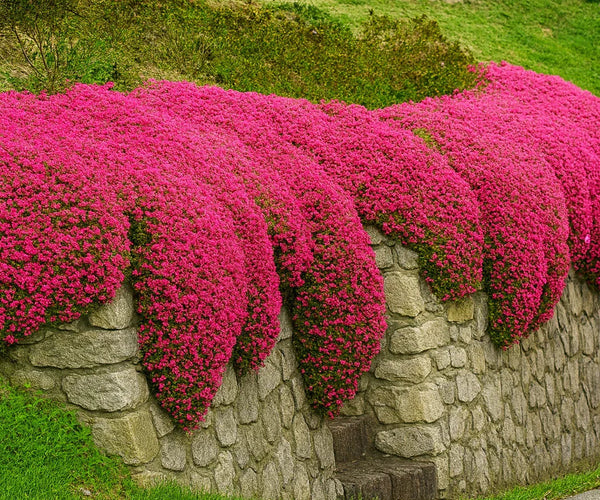 Red Creeping Thyme Seeds – Vibrant Groundcover