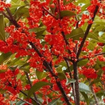 Red Flowering Fragrant Tea Olive Live Plant - 1 Qt. - Seed World