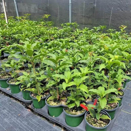 Red Flowering Fragrant Tea Olive Live Plant - 1 Qt. - Seed World
