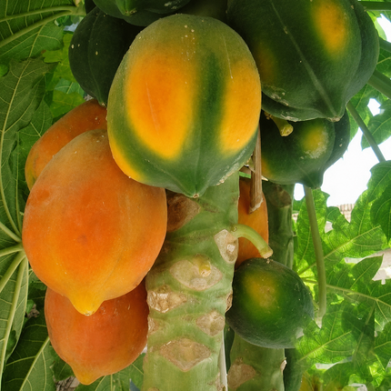 20 Caribbean Red Lady Papaya Seeds - Sweet Tropical Fruit Tree