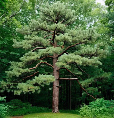 50 Eastern White Pine - Pinus Strobus Seeds