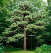 50 Eastern White Pine - Pinus Strobus Seeds