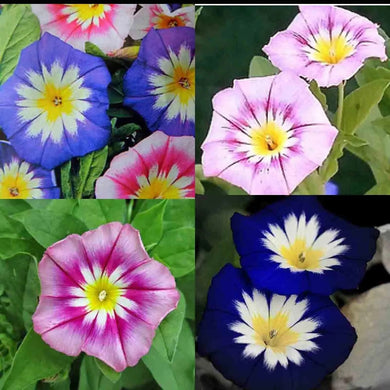 35 Morning Glory Hummingbird Mix Seeds