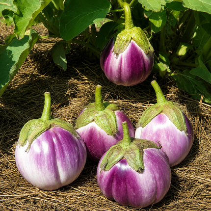 150 Rosa Bianca-Type Eggplant Seeds – visual reference 1; seed-grown results may vary