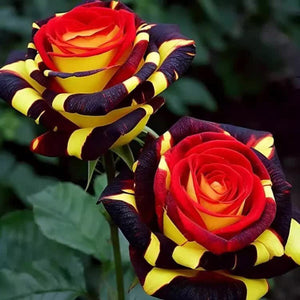 20 Rose Firebird Seeds