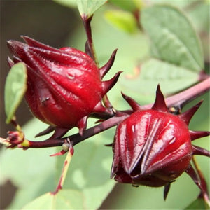 50 Roselle Seeds | Gongura | Asian Sour-leaf | Jamacian Sorrel Edible Fruit Shrub