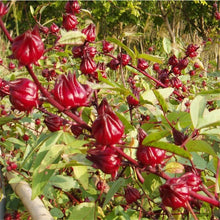 50 Roselle Seeds | Gongura | Asian Sour-leaf | Jamacian Sorrel Edible Fruit Shrub