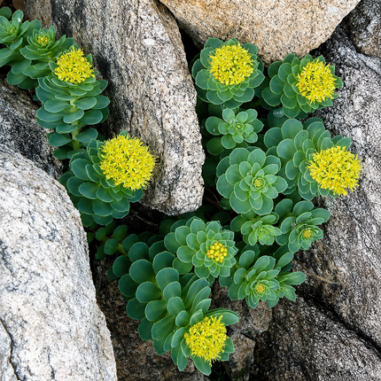 25 Roseroot Stonecrop Seeds