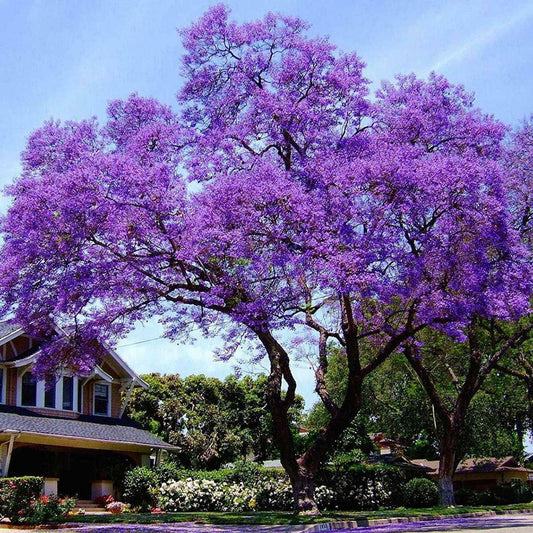 Royal Paulownia Empress Tree Seeds - Seed World