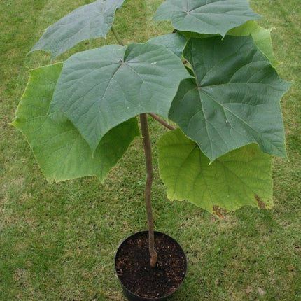 Royal Paulownia Empress Tree Seeds - Seed World