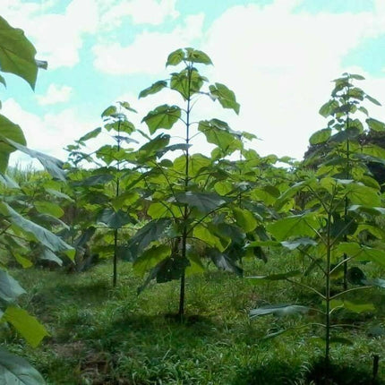 Royal Paulownia Empress Tree Seeds - Seed World