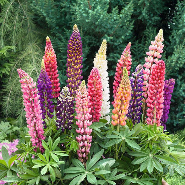 Russell Lupine Seeds | Non-GMO - Seed World