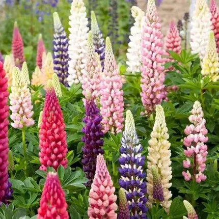 Russell Lupine Seeds | Non-GMO - Seed World