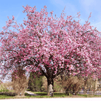 30 Cherry Blossom Seeds