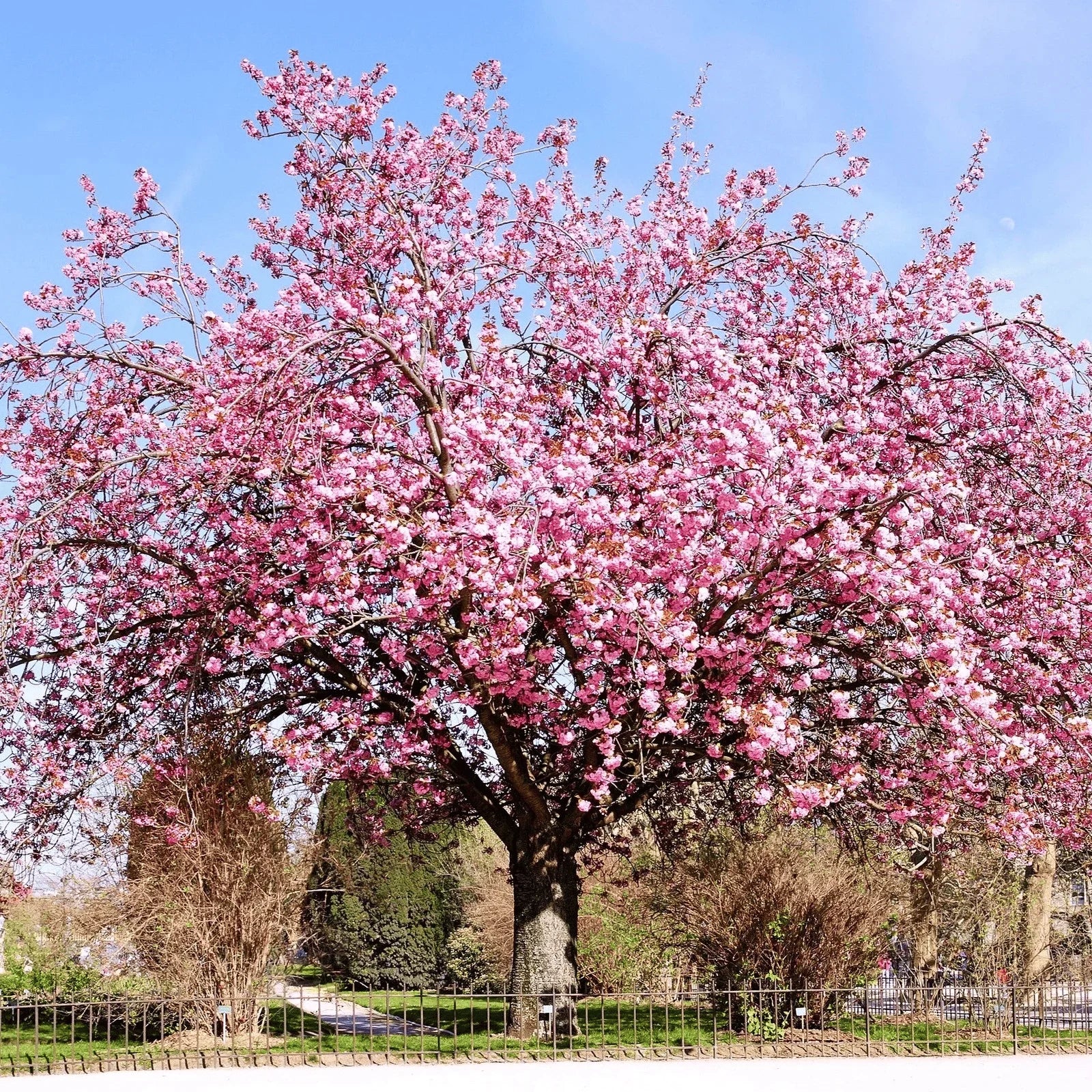 real cherry blossom bonsai tree for sale Cherry Blossom Seeds – Grow Sakura Bonsai or Full Trees at Home – Seed World