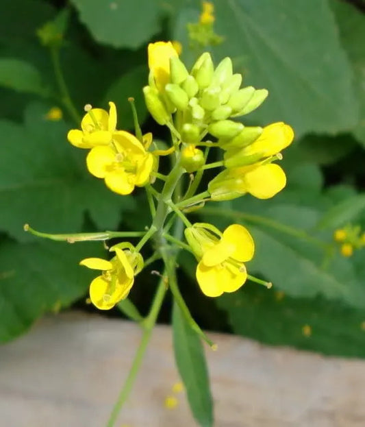 1000 Yellow Mustard - Brassica Alba Seeds