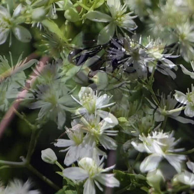 Clematis Virginiana Flower Vine Seeds