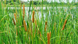 500 Common Cattail Seeds