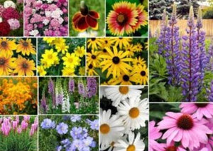 200 Mixed Wildflower Seeds