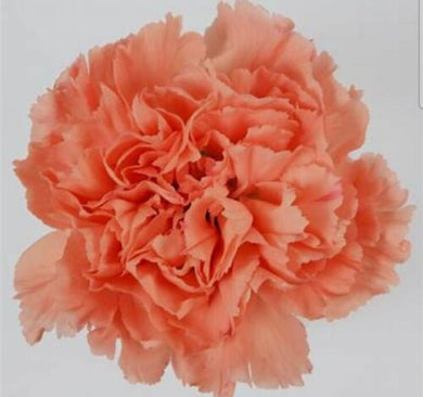 50 Orange Carnation Seeds