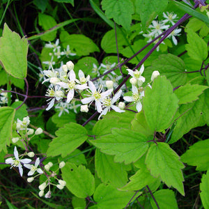 Clematis Virginiana Flower Vine Seeds
