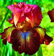 20 Heirloom Iris Seeds